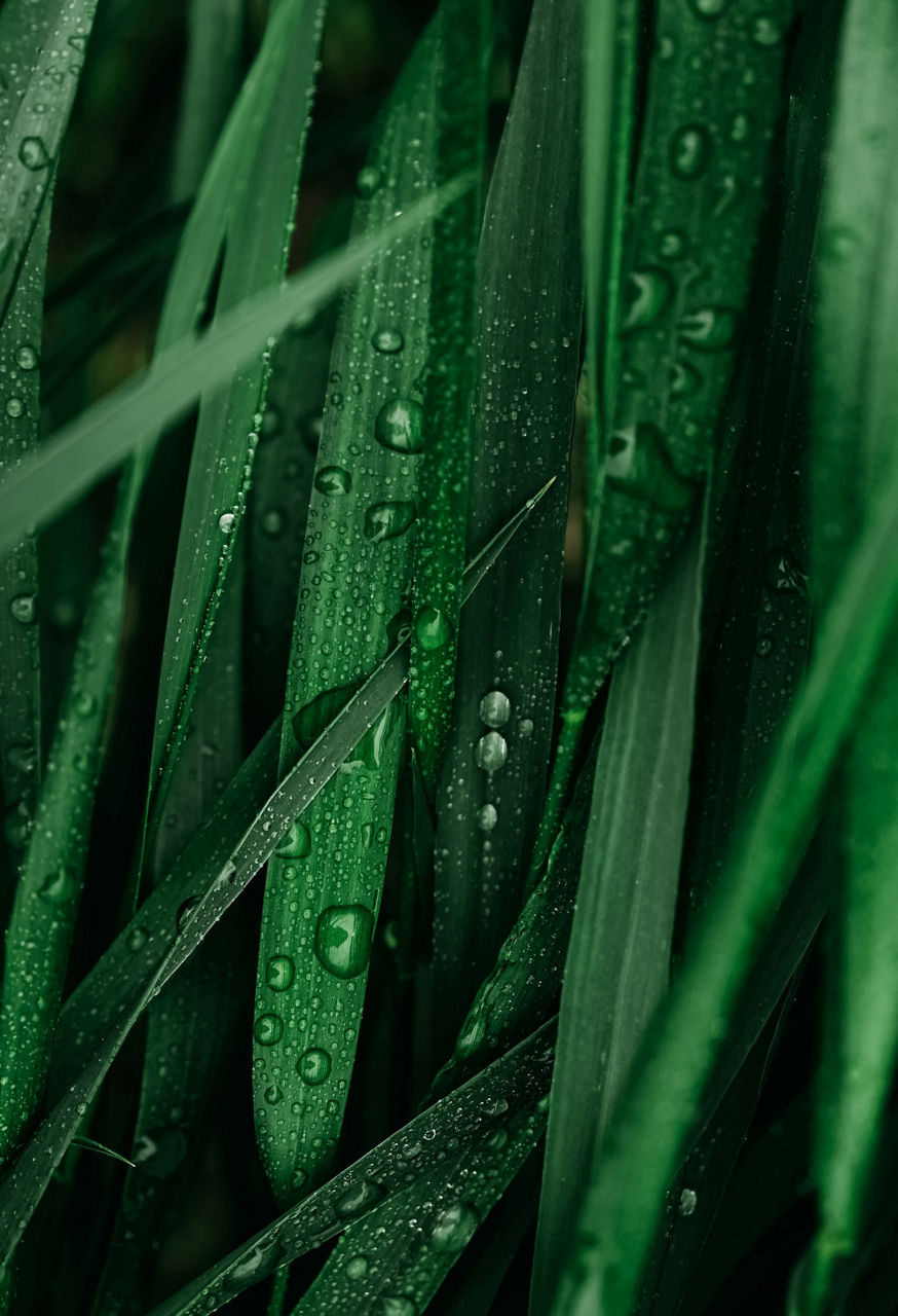 Green grass with water drops as background texture.