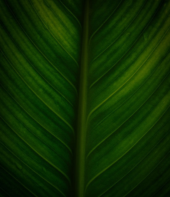 Dark leaf macro shot